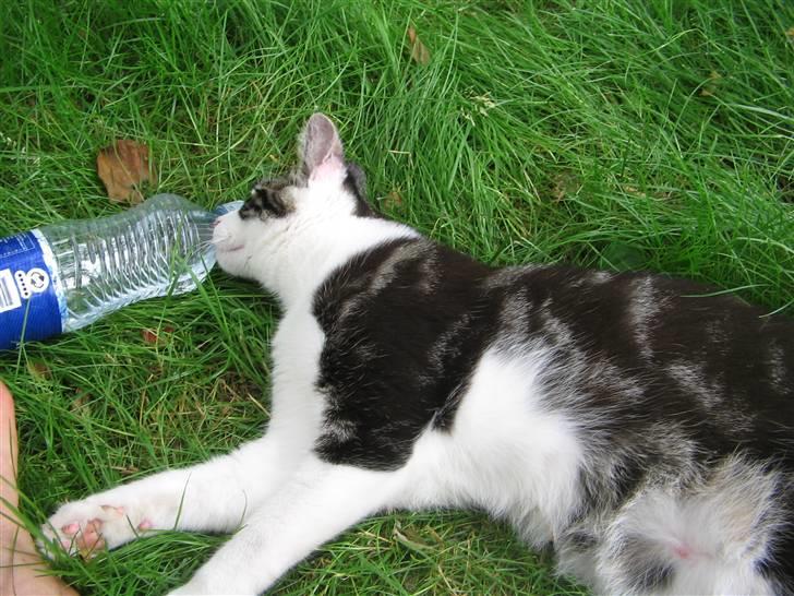 Huskat Sofus - Dejligt med vand i varmen billede 11