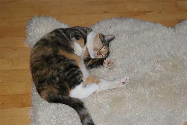 Huskat Bianca aka Fru Kat billede 10