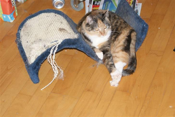 Huskat Bianca aka Fru Kat billede 11