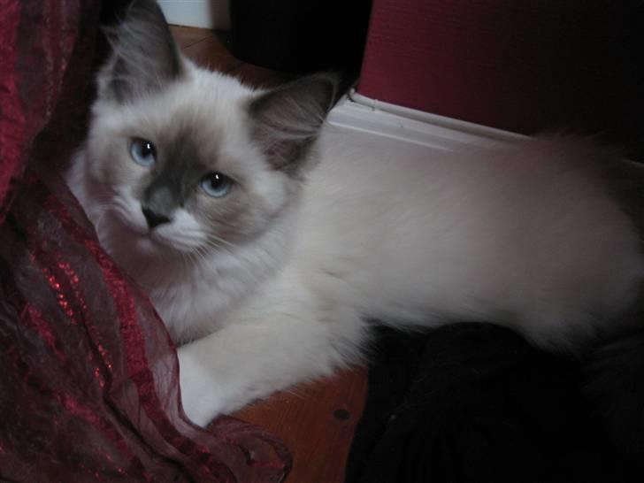 Ragdoll Sally billede 1