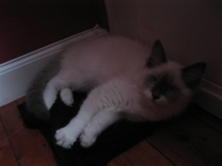 Ragdoll Sally billede 2