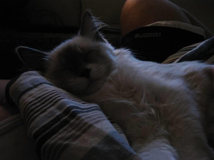 Ragdoll Sally billede 3