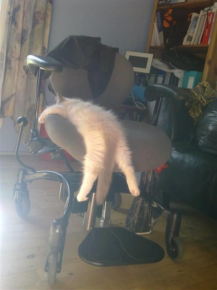 Ragdoll Sally billede 4