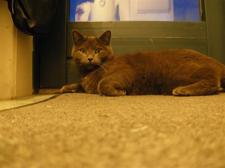 Blanding af racer pjevs billede 14