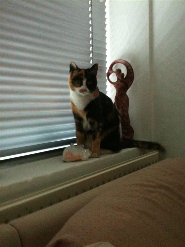 Blanding af racer Aya billede 10