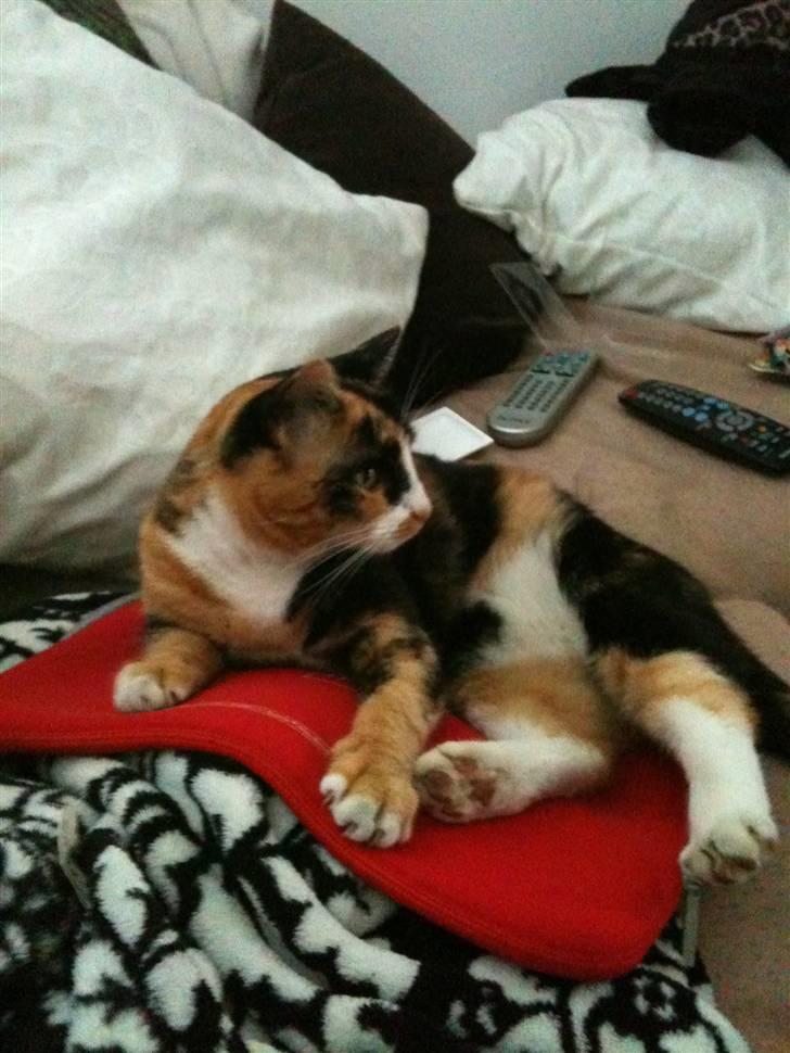 Blanding af racer Aya billede 11