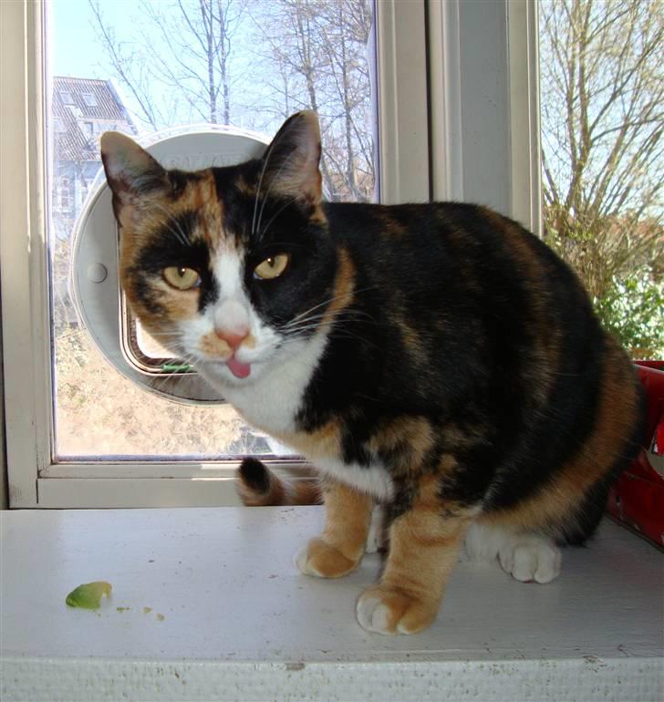 Blanding af racer Aya billede 12