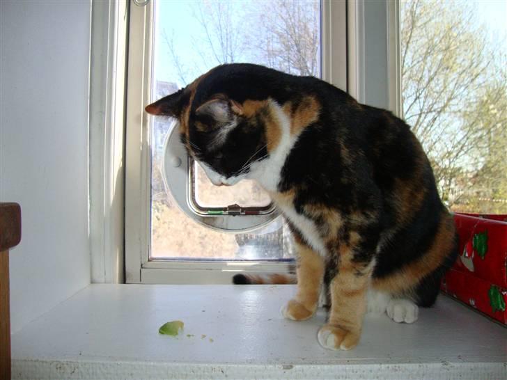 Blanding af racer Aya billede 13