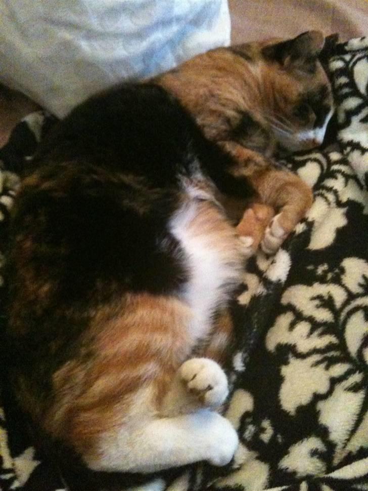 Blanding af racer Aya billede 14