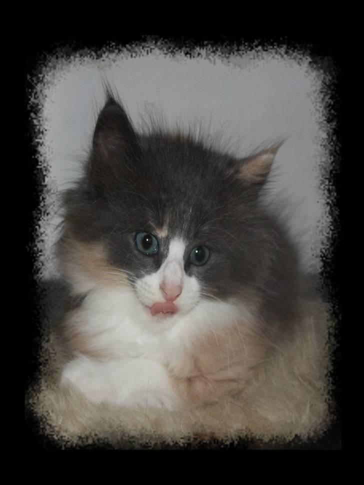 Norsk Skovkat Høgerstedet s Beauty billede 1