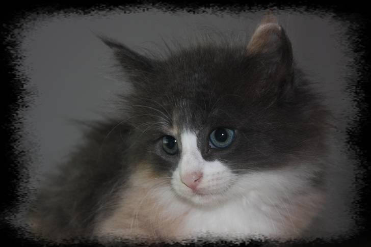 Norsk Skovkat Høgerstedet s Beauty billede 2