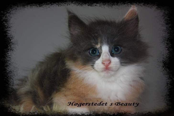 Norsk Skovkat Høgerstedet s Beauty billede 3
