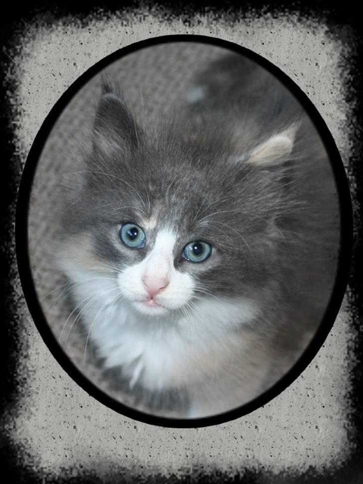 Norsk Skovkat Høgerstedet s Beauty billede 4