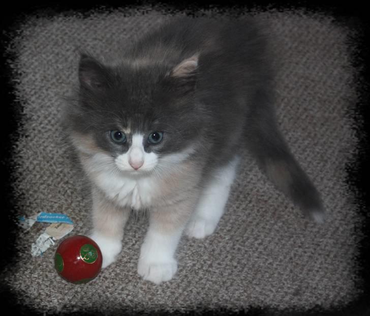 Norsk Skovkat Høgerstedet s Beauty billede 5