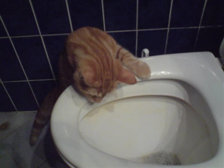 Blanding af racer Balou - Totalt toilet facination billede 16