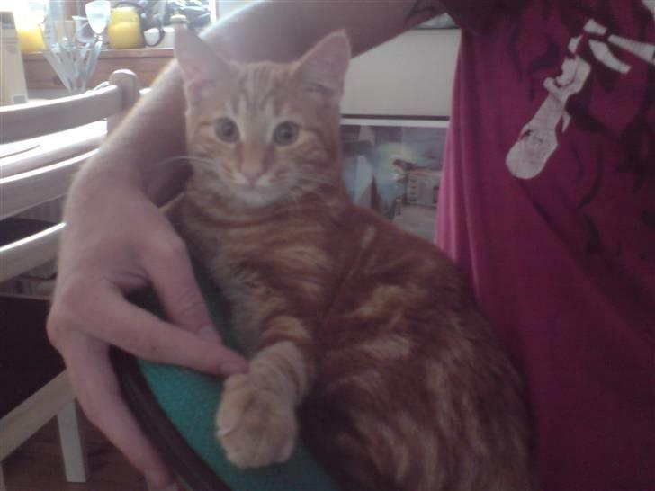 Blanding af racer Balou - Sidder lidt med far :-P billede 17