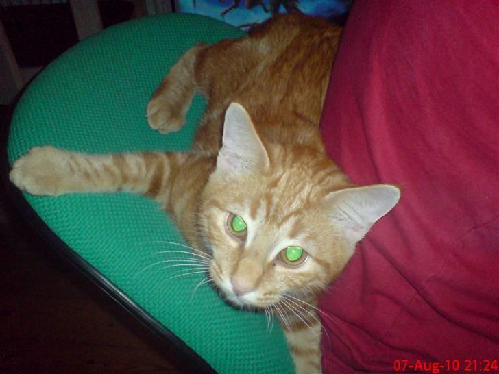 Blanding af racer Balou - Leger op af fars ryg :-P billede 18