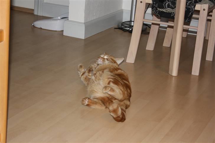 Blanding af racer Balou - Min bamse er bare så skøn at putte med billede 19