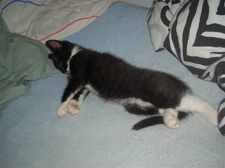 Blanding af racer Joey billede 11