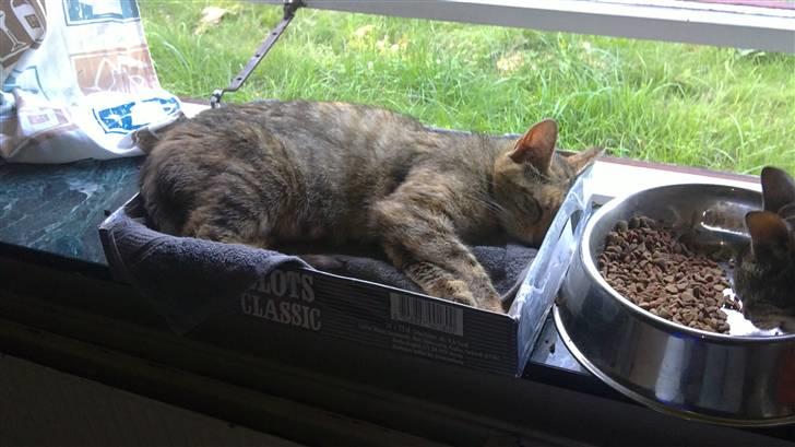 Huskat Pus. - Slots kan bruges til meget.....  billede 6