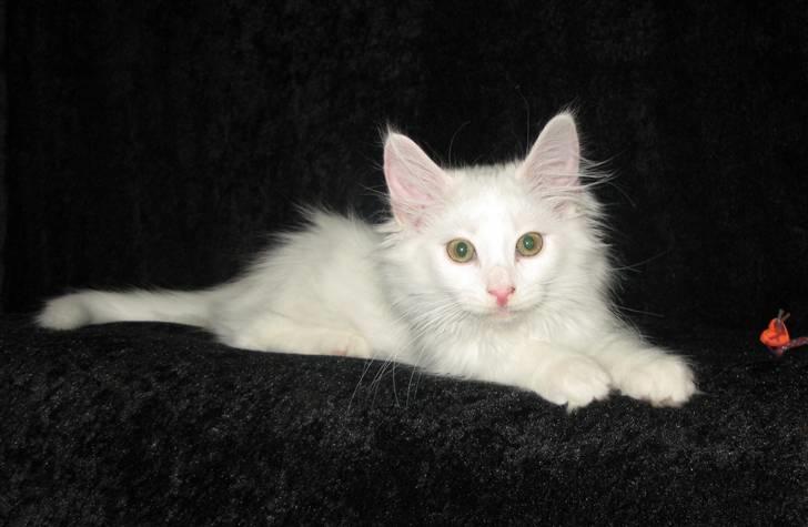 Norsk Skovkat Scarlett-sandra´s Mircel (Smilla) - Smilla er 13 uger og har fået vægten op på 1460 g billede 12