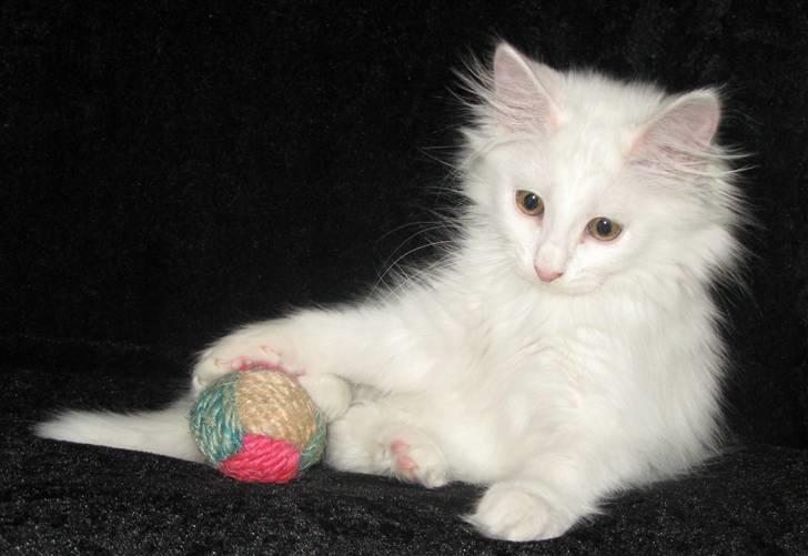 Norsk Skovkat Scarlett-sandra´s Mircel (Smilla) billede 13