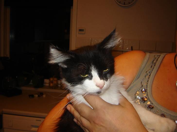 Norsk Skovkat Zille - Ja ja, mine øre stritter... bare vent til jeg har taget på, så skal i se en lækkermås... billede 2