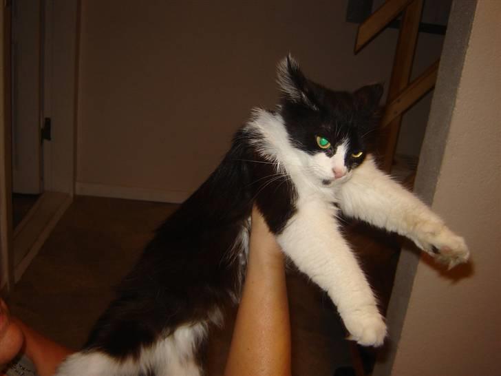 Norsk Skovkat Zille - Zille er alt for tynd. God mad og pleje skal nok få hende på højkant igen. billede 3