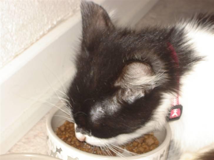 Norsk Skovkat Zille - Elsker mors mad... billede 4