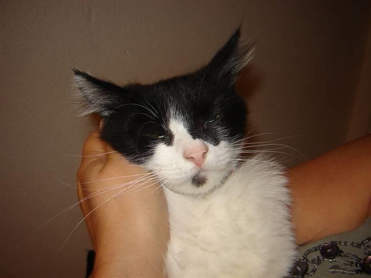 Norsk Skovkat Zille - Jeg er slet ikke vant til at blive sådan forkælet... LOVE IT... billede 5