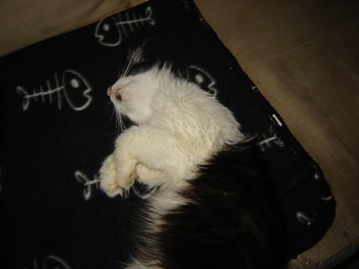 Norsk Skovkat Zille billede 6