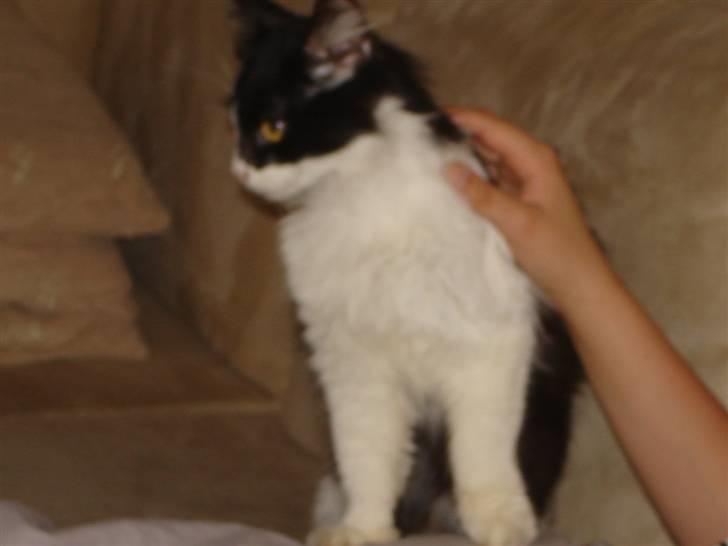 Norsk Skovkat Zille billede 7