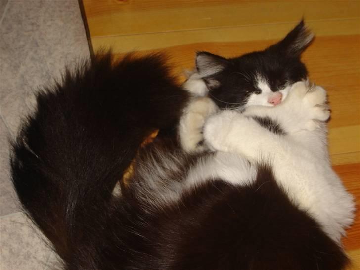 Norsk Skovkat Zille billede 8