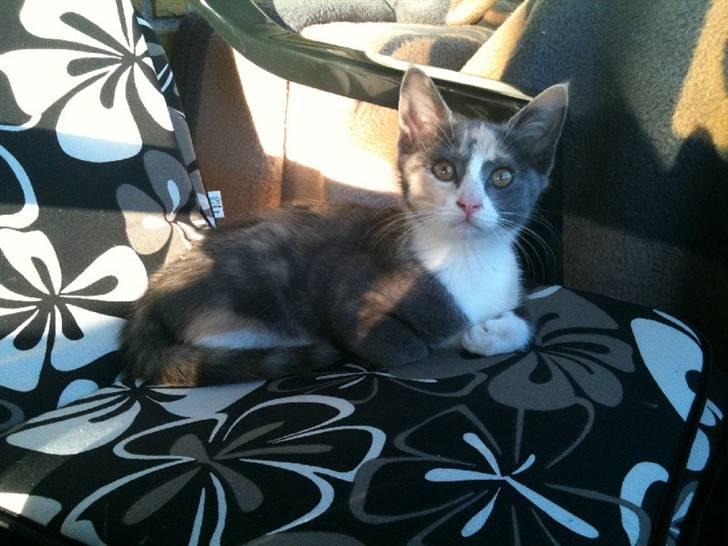 Huskat Pixie - Pixie. billede 1