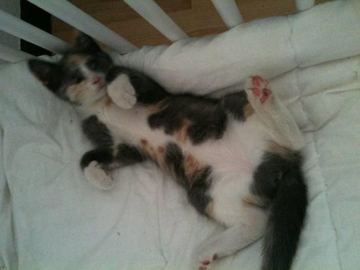 Huskat Pixie - Sådan kan man også sove :) billede 2