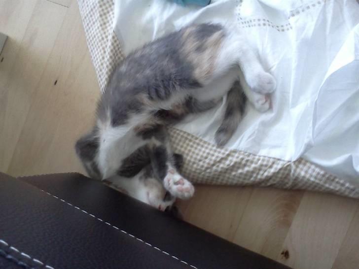 Huskat Pixie - Sover halvvejs under sofaen :) billede 3