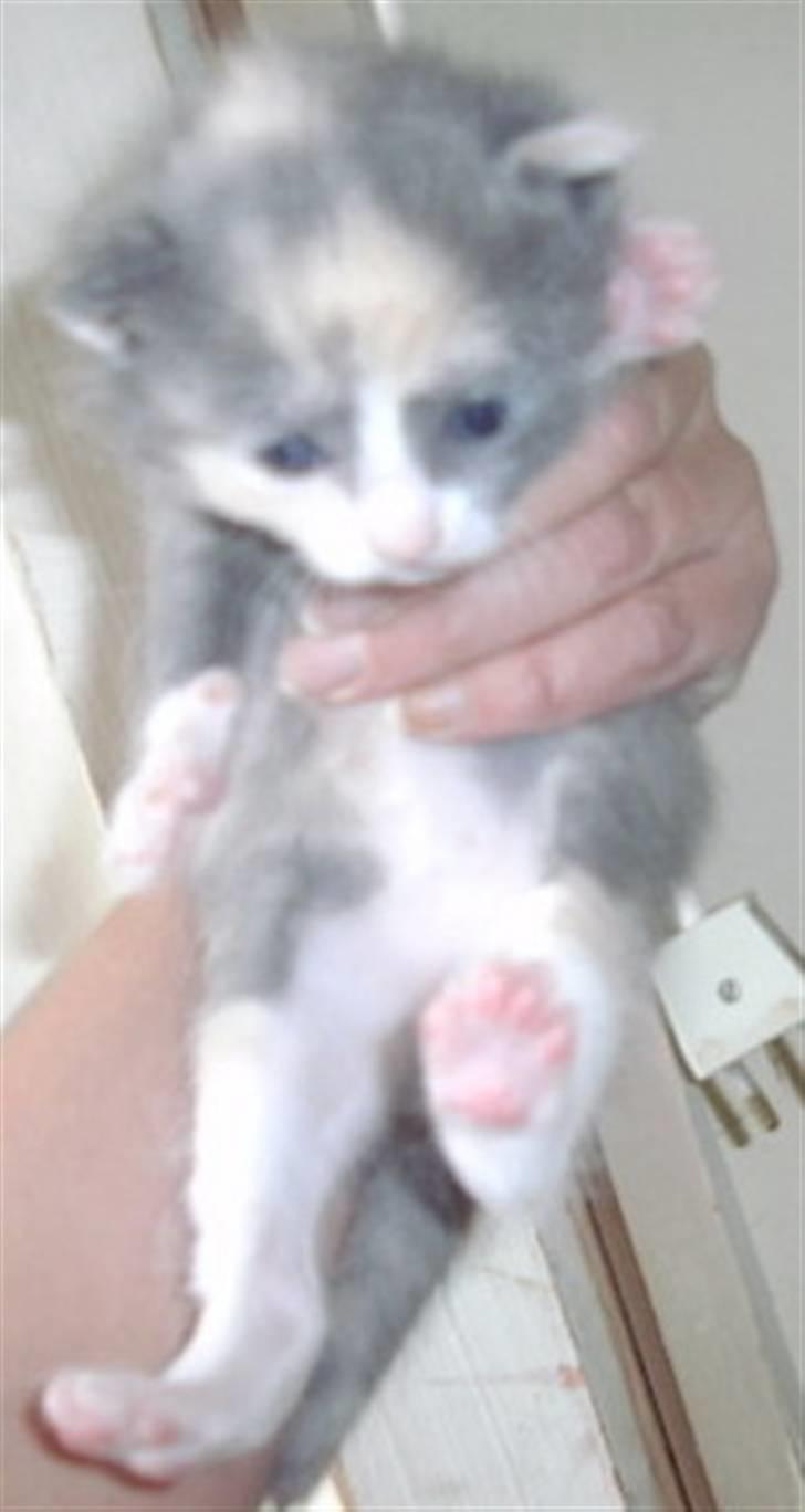 Huskat Pixie - Baby-Pixie. billede 4