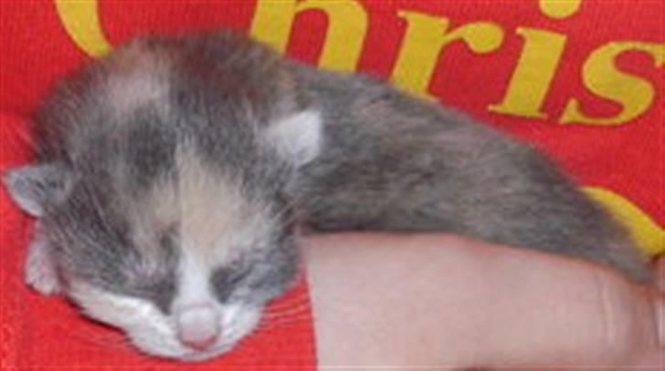 Huskat Pixie - Baby-Pixie. billede 5