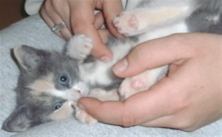 Huskat Pixie - Baby-Pixie. billede 6