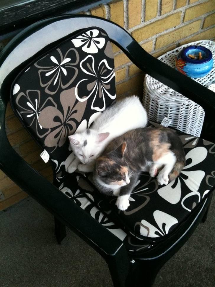 Huskat Pixie - Pixie ligger og putter med bedste-vennen Skipper. :) billede 7