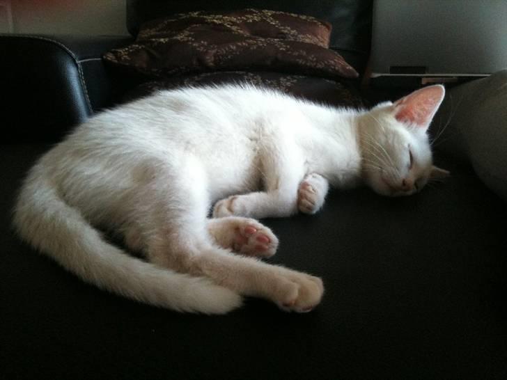 Blanding af racer Skipper. - Skipper slapper af :) billede 1