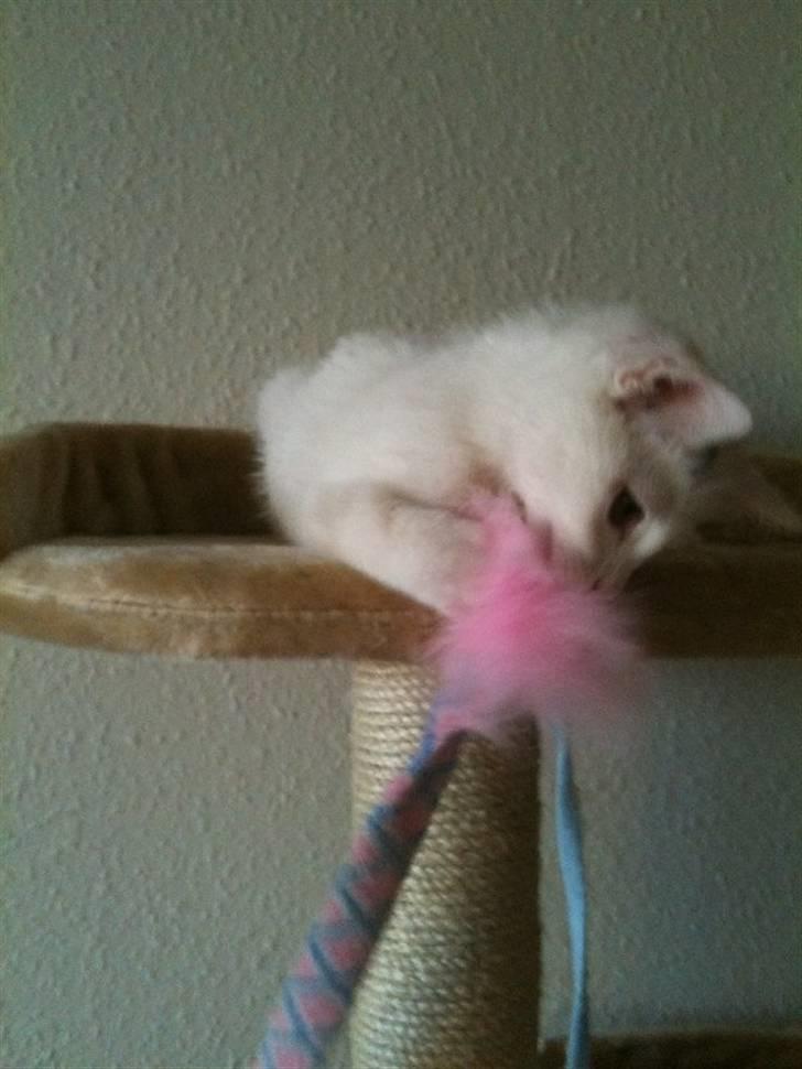 Blanding af racer Skipper. - "Jeg fik dig" :) billede 5