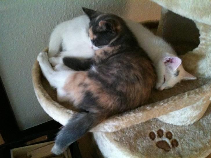 Blanding af racer Skipper. - Skipper putter sammen med bedste-vennen Pixie :) billede 6