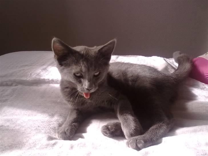 Huskat Mille - Mille den skønne kat. Hun synes lige, at hun godt måtte ligge i min seng !<3 billede 2