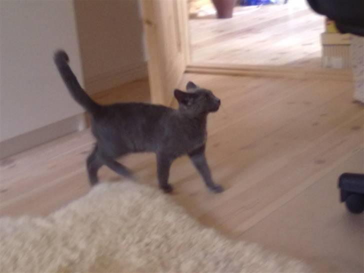 Huskat Mille - Min stol, min stol, MIN STOL ;)<3 billede 3