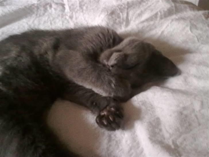 Huskat Mille - Ninja ! billede 5