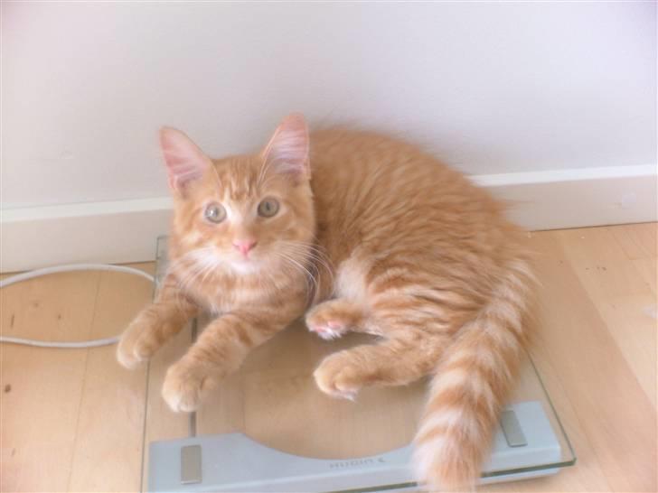 Maine Coon Joe the Bandit (Bandit) - Bandit vejer lige sig selv :D 11/8 2010 billede 10