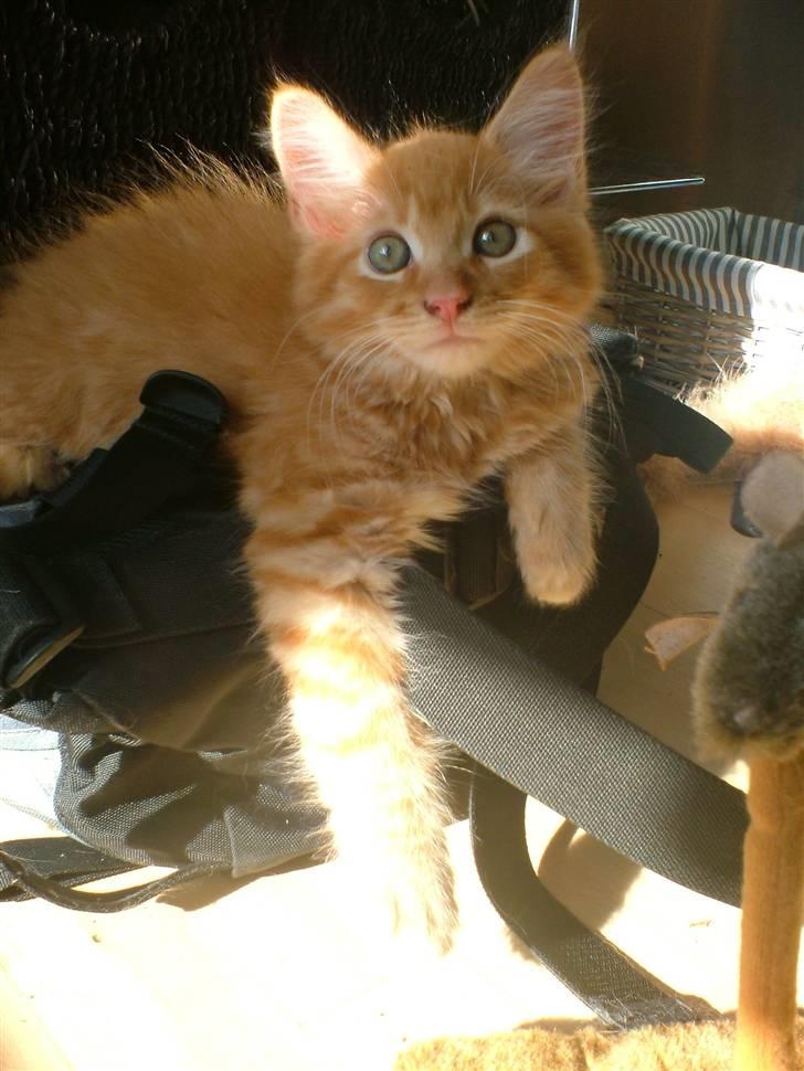 Maine Coon Joe the Bandit (Bandit) - Bandit da han var 10 uger gammel. billede 13