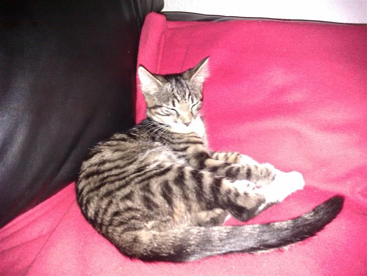 Huskat Cleo billede 1