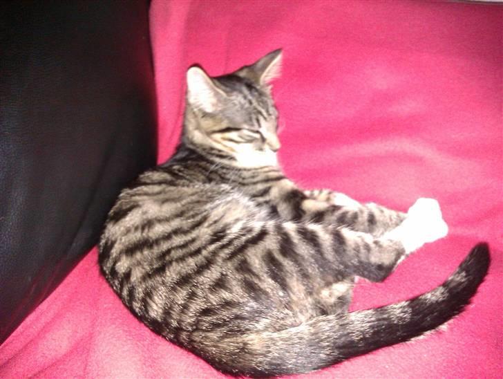 Huskat Cleo billede 2